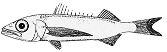 Scombrolabrax heterolepis_aus.jpg